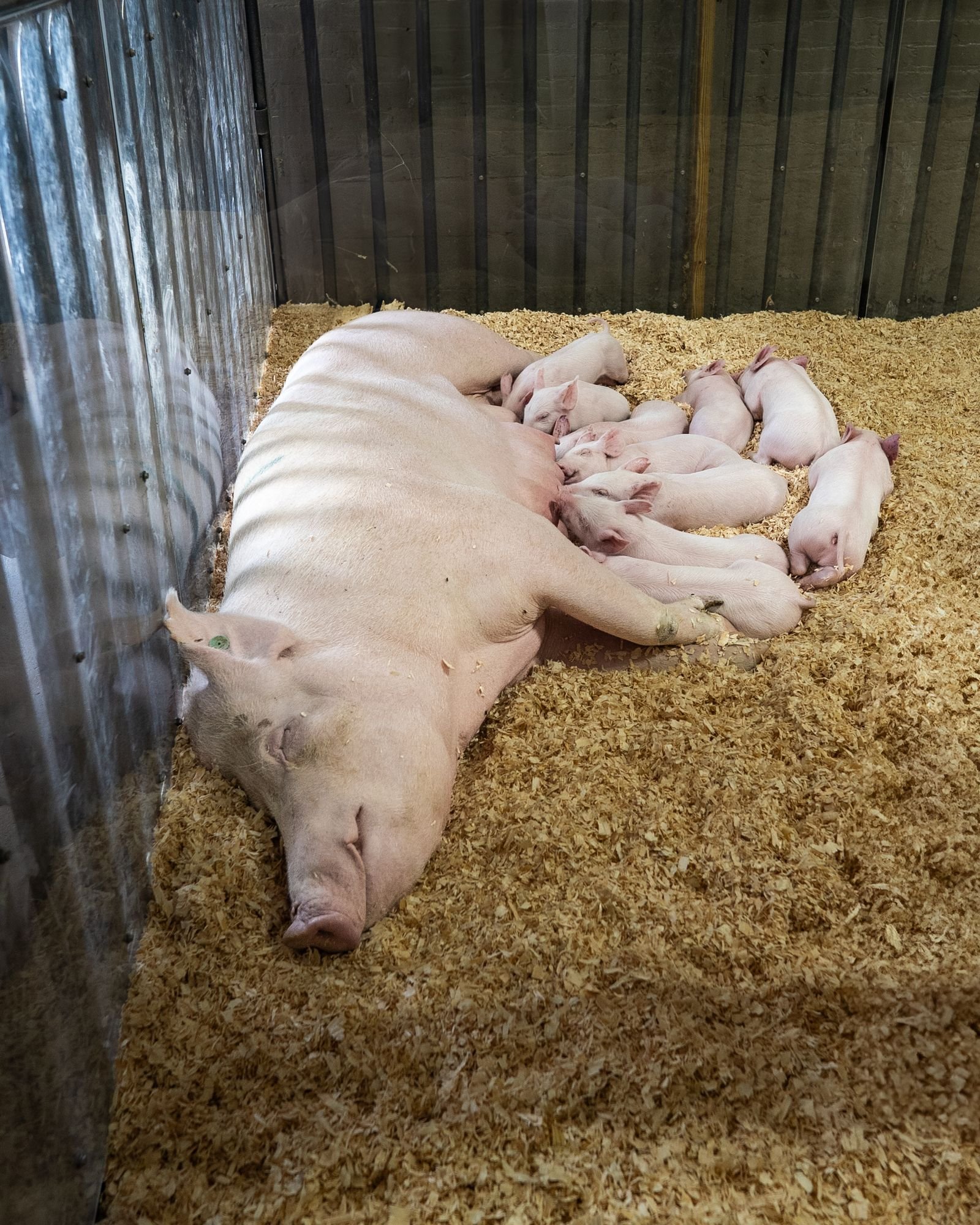 Pig Breeding in South Africa: From Mating to Weaning