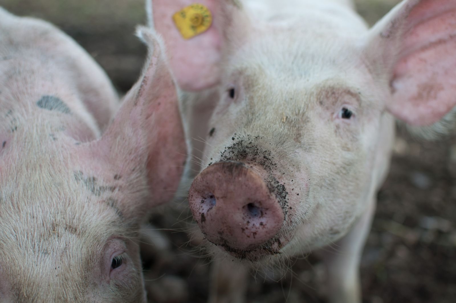 Common Pig Diseases in South Africa: Signs, Prevention and Control