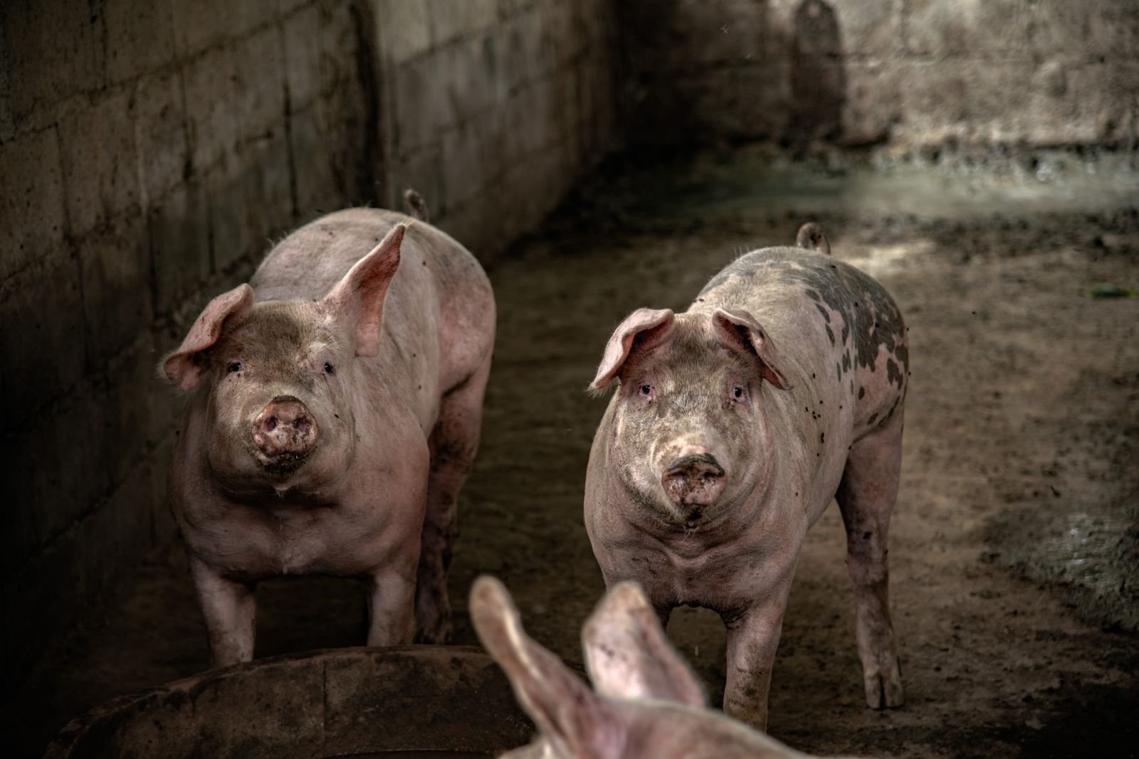 Pig Housing in South Africa: How to Design a Piggery That Works
