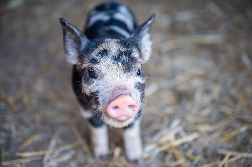 Pig prices in South Africa: a young piglet standing on straw in a pig pen