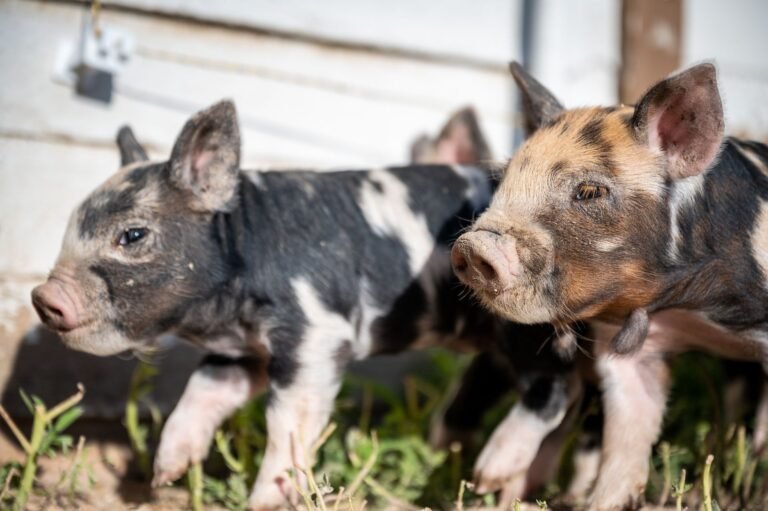 Pig Prices in South Africa (2026): What Farmers Are Really Paid