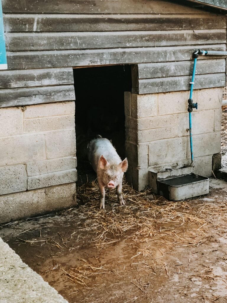 Pig standing at the door of a shelter on a South African pig farm
