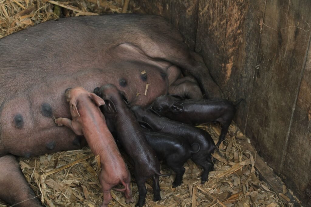 Piglets suckling a sow in a pen, the age when pig diseases such as scours do the most damage