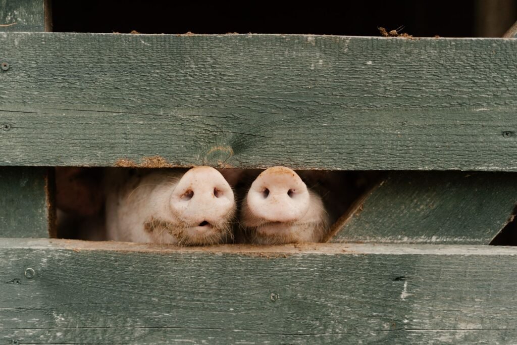 Pigs looking through a wooden fence, the kind of boundary that keeps pig diseases out of a herd