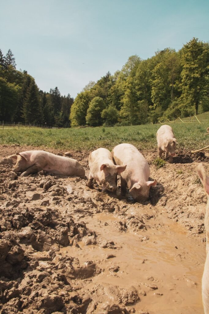 Pigs wallowing in mud outdoors, a natural way pigs keep cool in simple pig housing