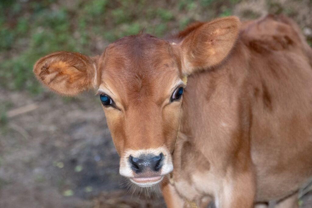 Young red calf of the kind Bonsmara cattle farmers sell as weaners