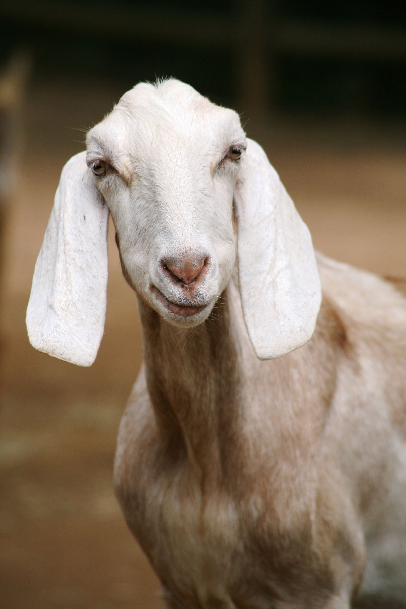 Savanna Goats in South Africa: A Complete Farmer’s Guide