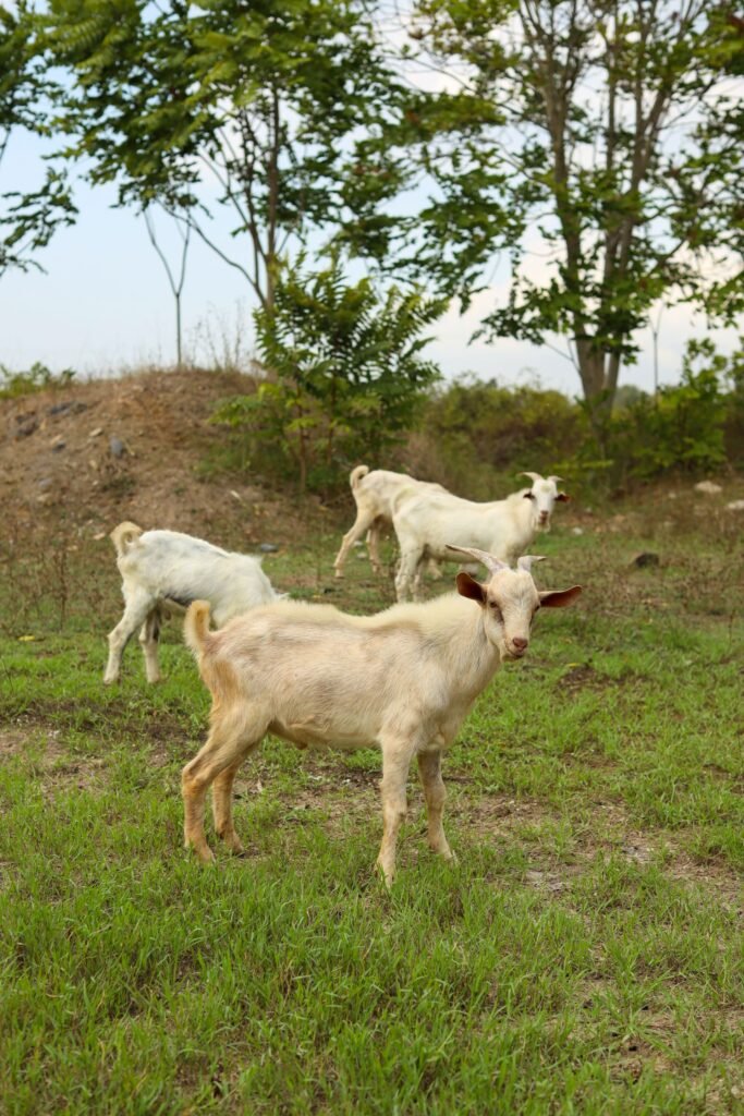 Savanna goats: a small herd of white goats grazing on a farm