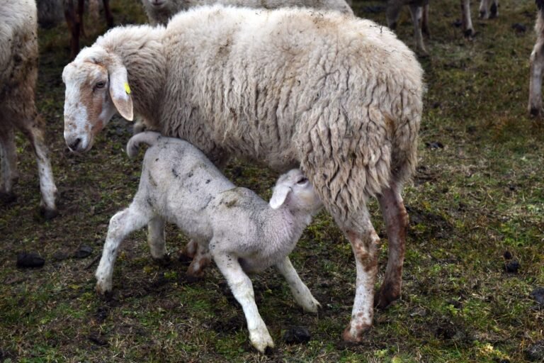 Sheep Breeding in South Africa: From Mating to Lambing