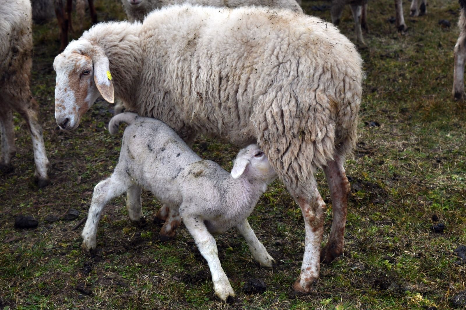 Sheep Breeding in South Africa: From Mating to Lambing