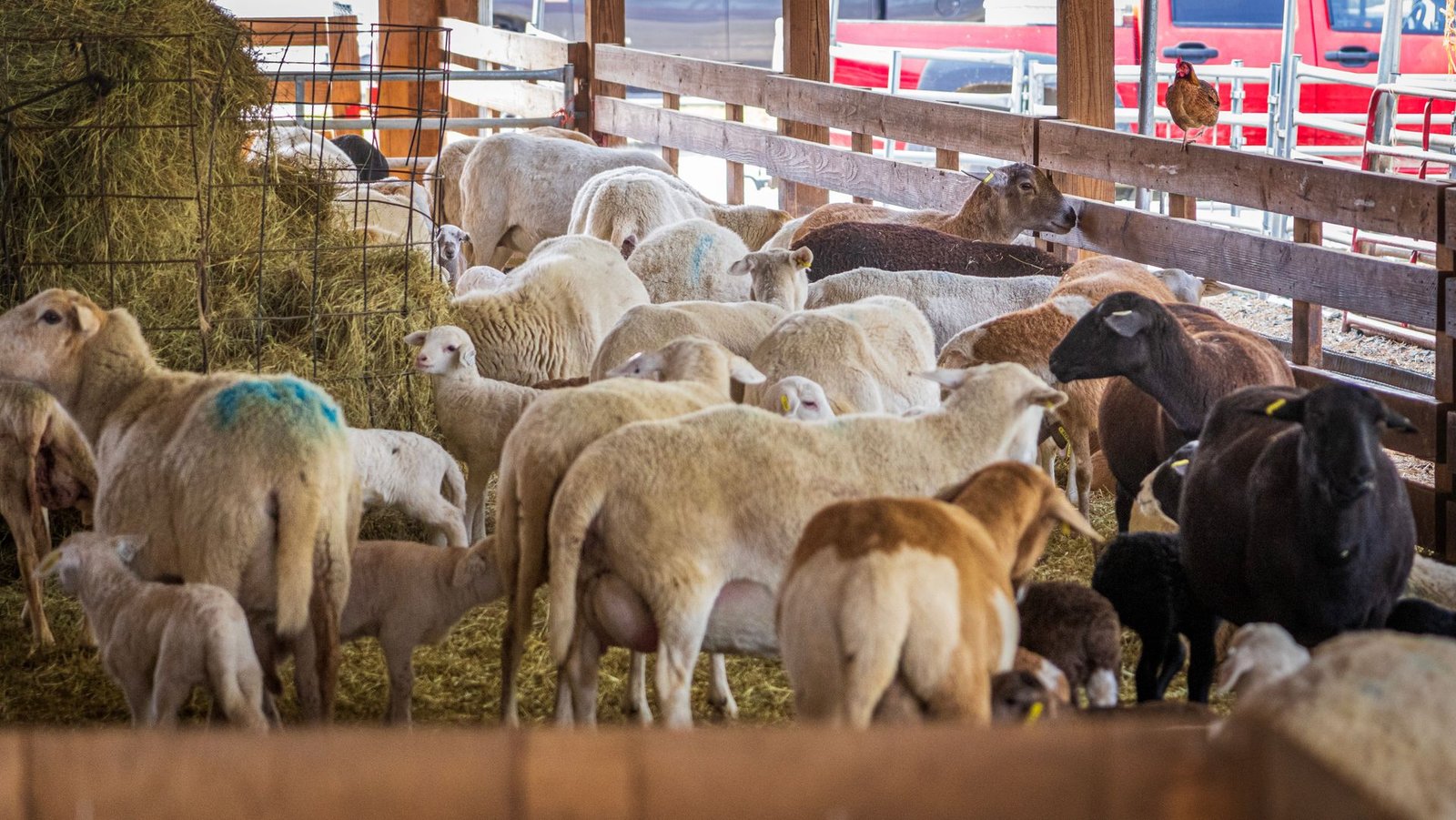 Common Sheep Diseases in South Africa: Signs, Prevention and Control