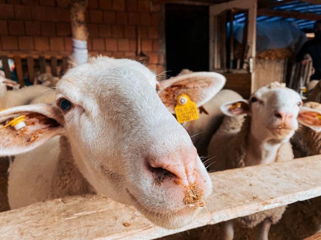 Sheep diseases: close-up of ear-tagged sheep in a pen on a sheep farm