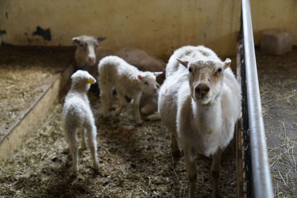 A ewe with her young lambs in a straw-bedded lambing pen