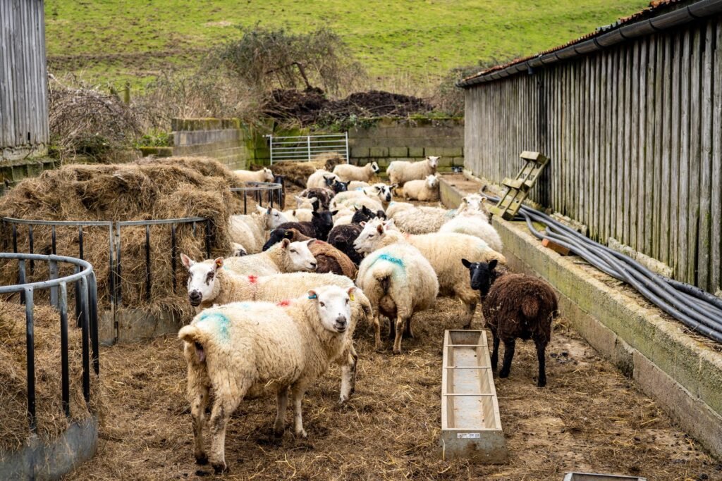 Sheep gathered in a muddy farmyard pen with hay feeders after rain