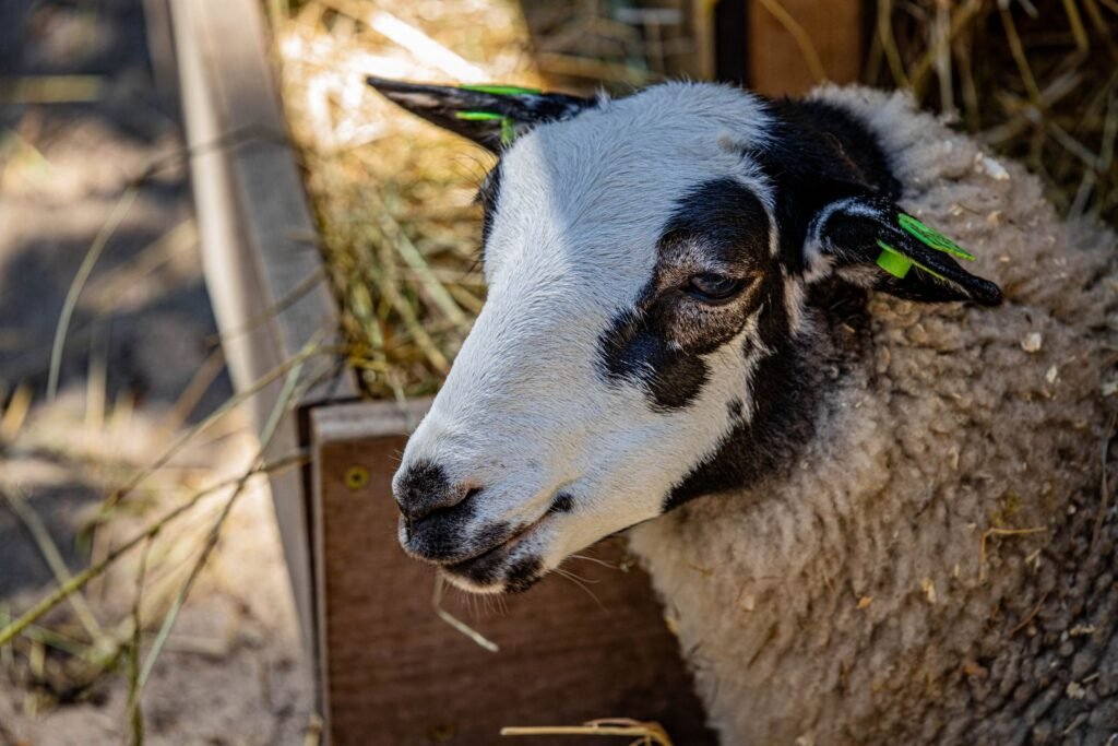 Sheep eating hay from a feeder, part of feeding sheep a supplement before mating