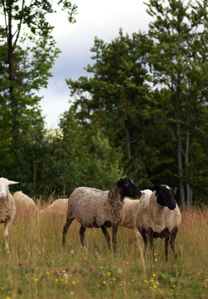 Sheep grazing on dry veld, where feeding sheep a winter lick keeps them in condition