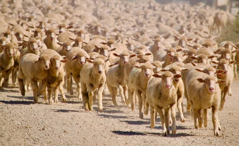 Sheep Prices in South Africa (2026): Lamb, Mutton and Breeding Stock