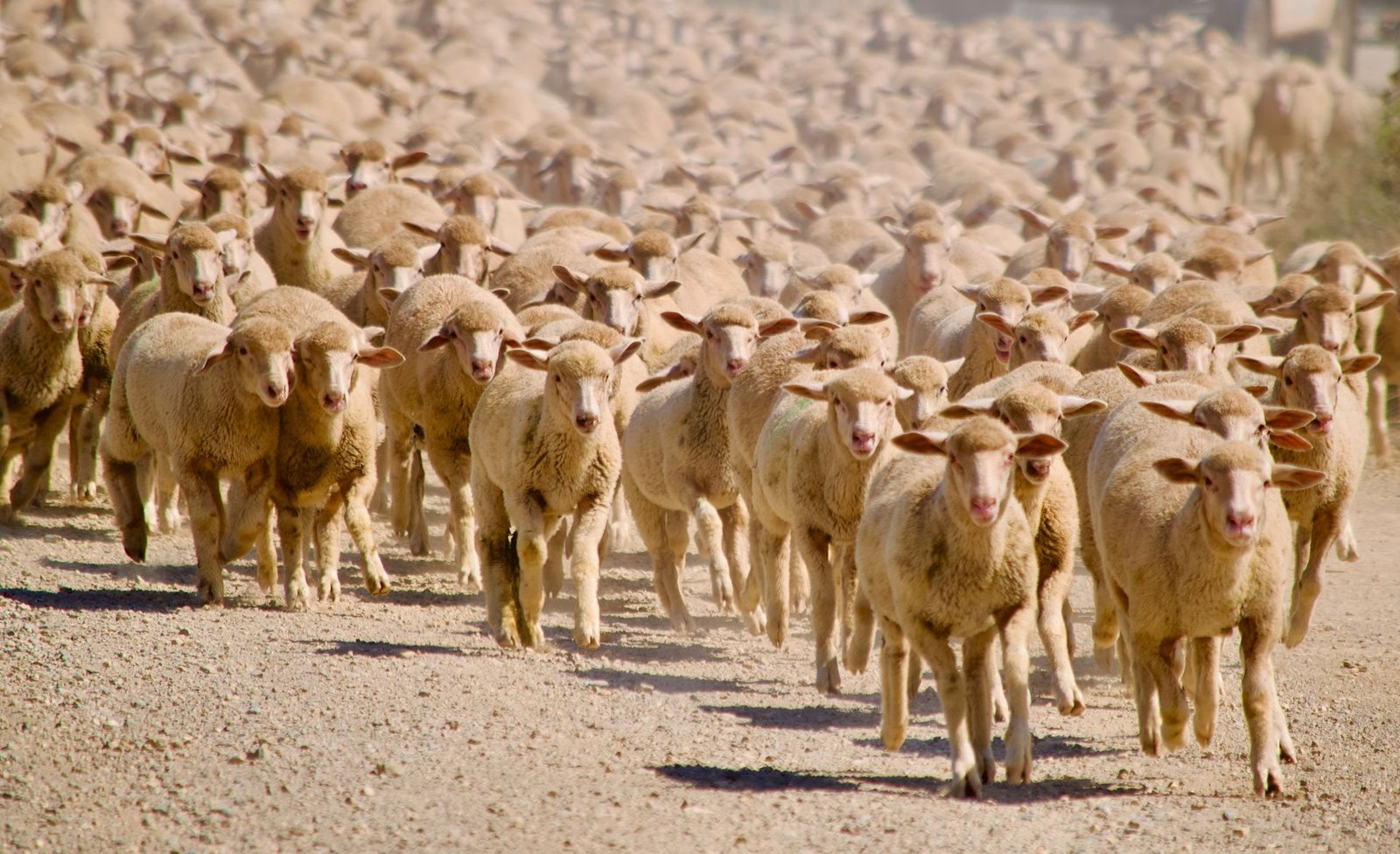 Sheep Prices in South Africa (2026): Lamb, Mutton and Breeding Stock