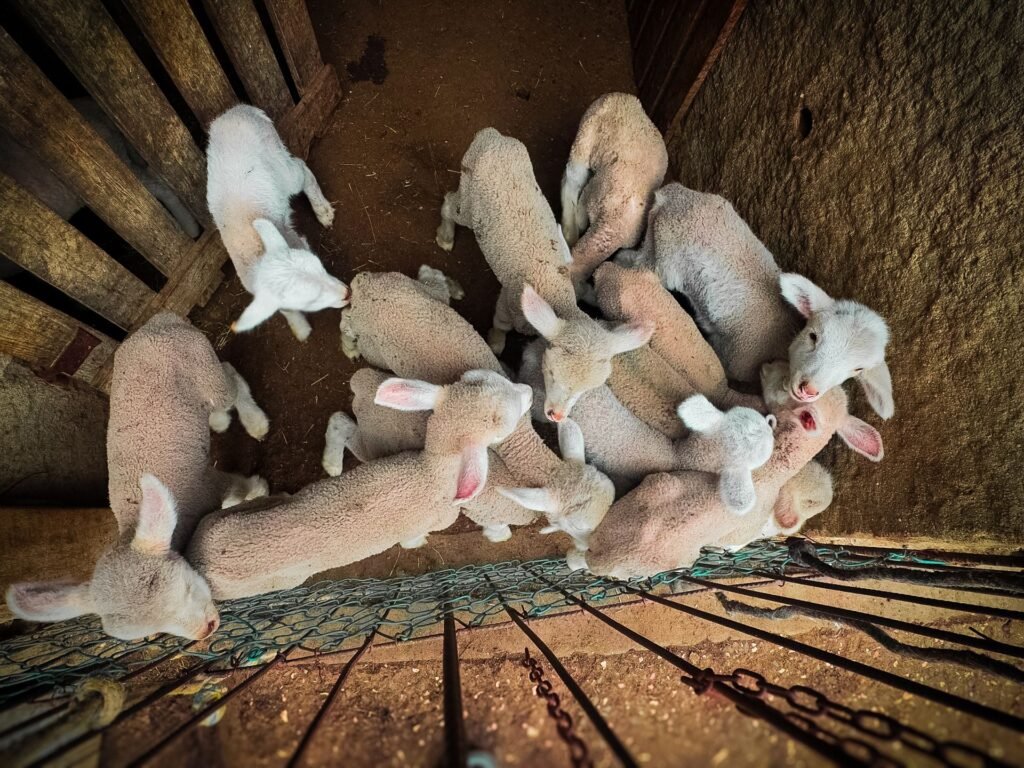 Sheep prices in South Africa: young lambs gathered together in a farm pen