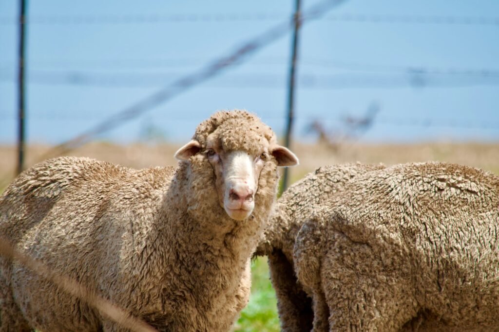 Merino sheep with thick wool standing by a wire fence on a South African farm