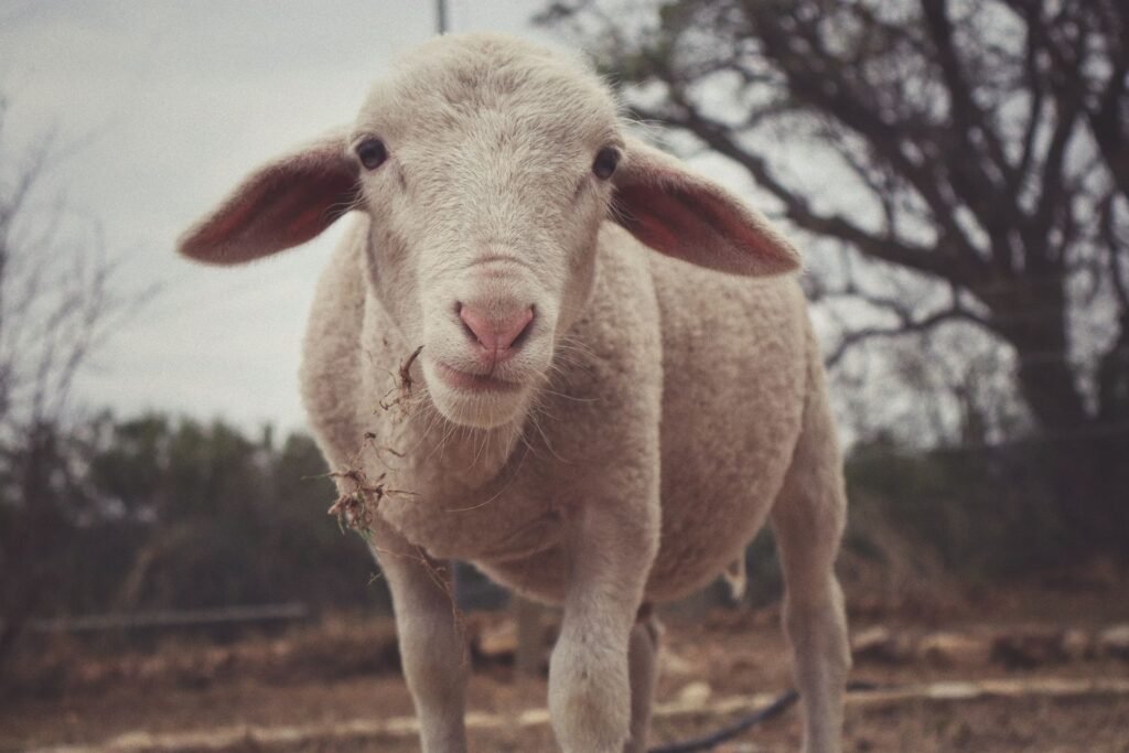 A young lamb standing in a dry South African landscape