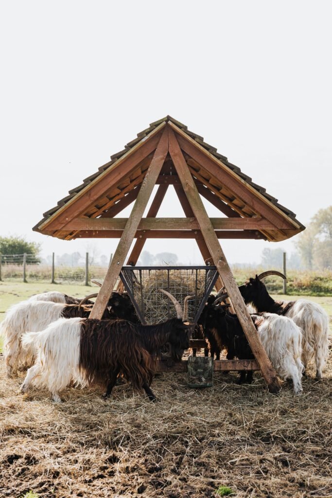 Simple open-sided goat housing shelter giving shade in a farm yard