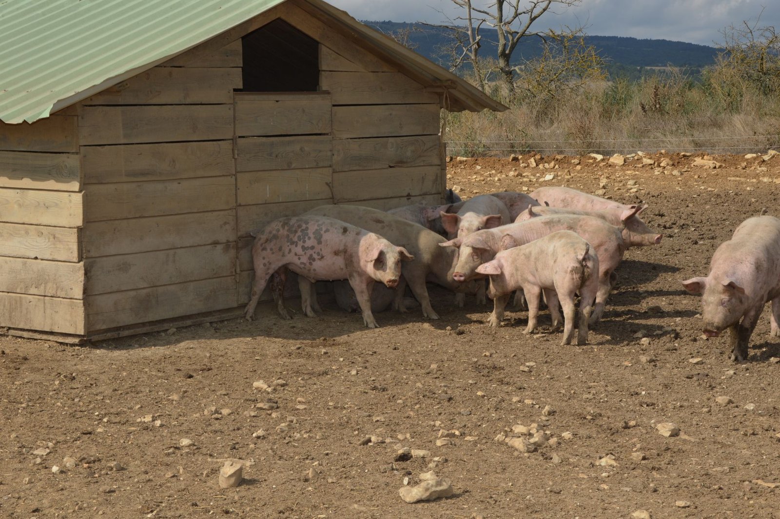 How to Start a Small Piggery in South Africa: A Step-by-Step Guide