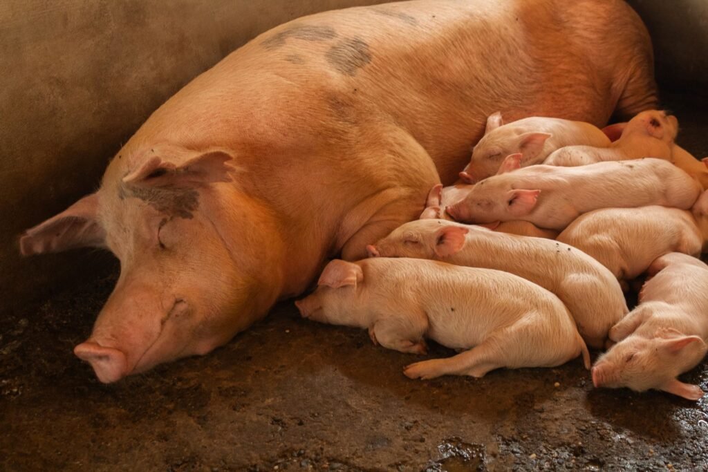 A small piggery: a Large White sow lying on straw with her litter of piglets