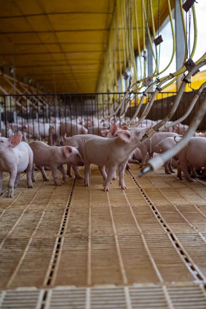 Weaner pigs in a clean pig house with slatted floors and feeders