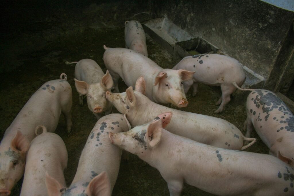 Grower pigs in a pen on a small pig farm