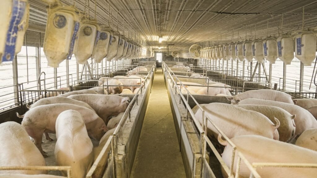 Sows in an indoor piggery during the sow gestation period