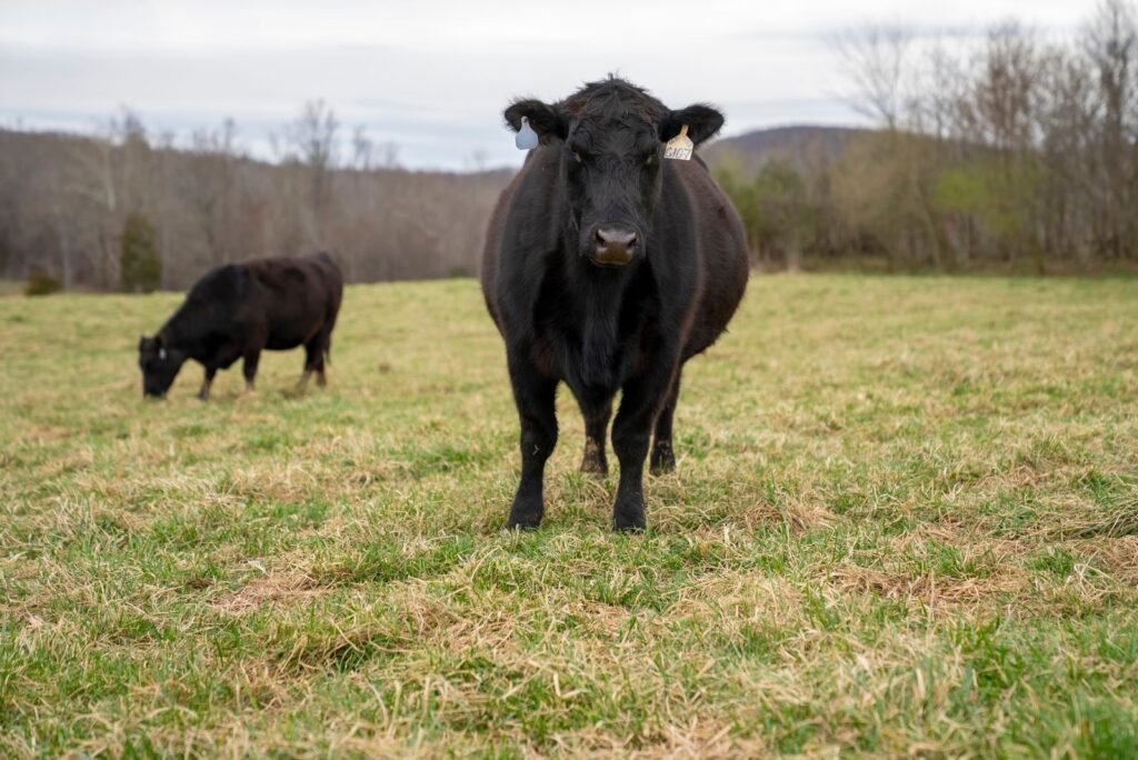 Two Black Angus cattle grazing in an open field