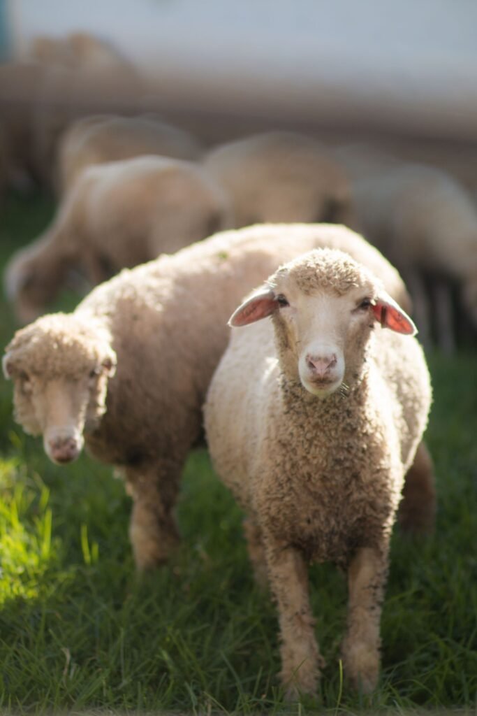 Two dual-purpose woolled sheep of the Dohne Merino type on green pasture