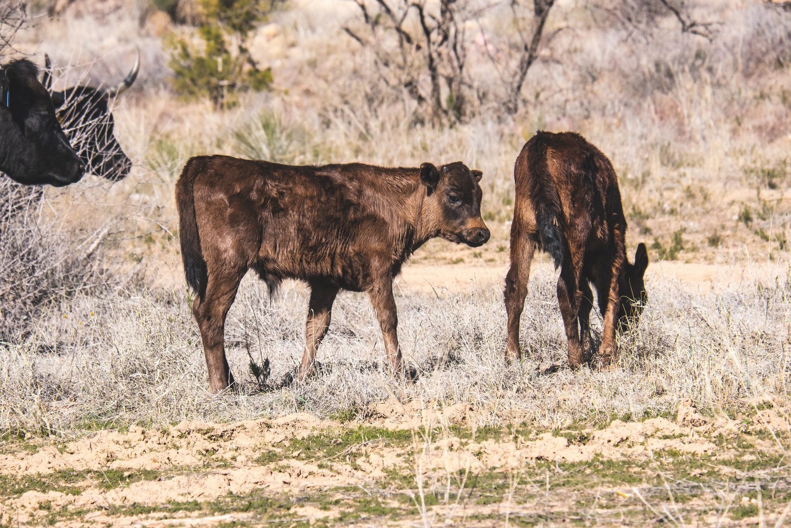 Weaner Prices in South Africa (2026): What Calves Are Worth Now