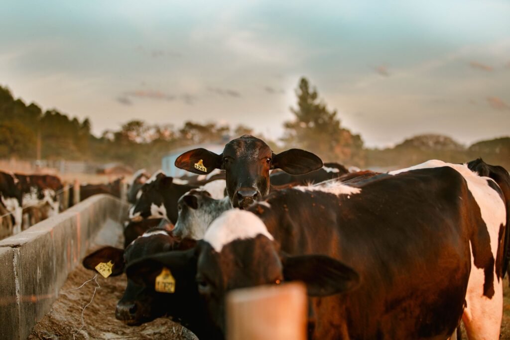 Weaner prices in South Africa: young cattle feeding at a feed bunk in a feedlot