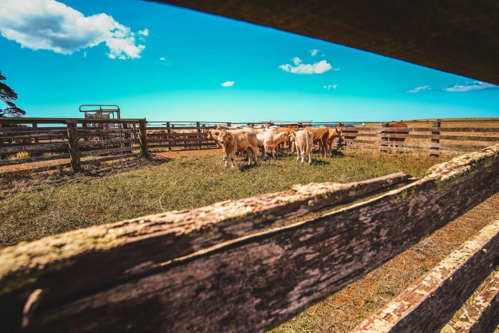 Cattle waiting in wooden holding pens before a livestock sale