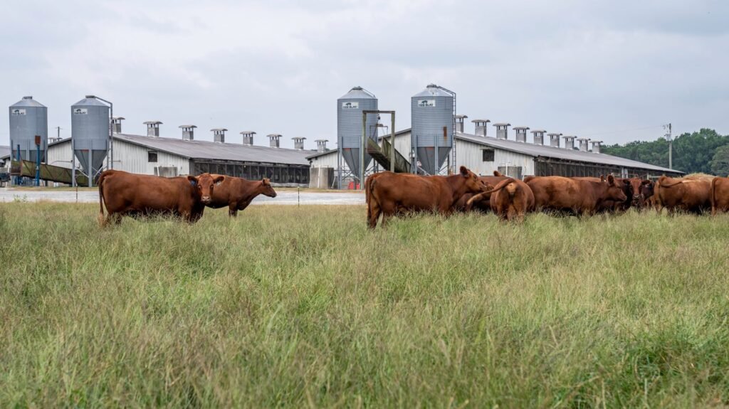 A herd of red beef cattle grazing on green pasture on a cattle farm