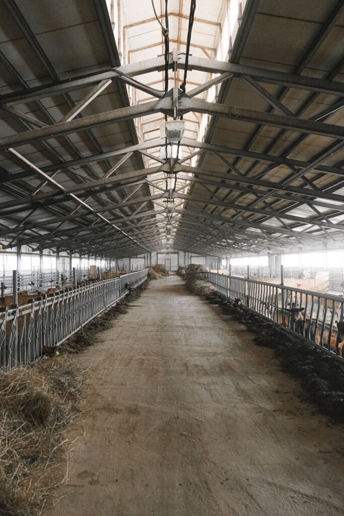 Inside a well-ventilated livestock house, the kind of open design good pig housing needs