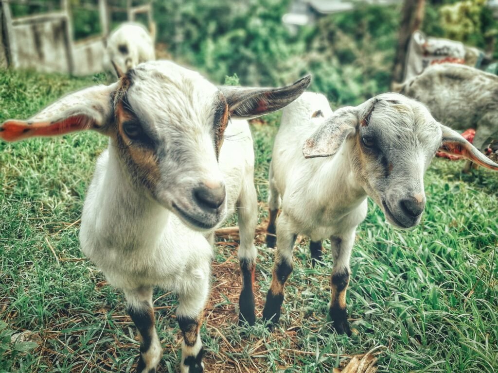 Two young white Savanna-type goat kids standing on grass