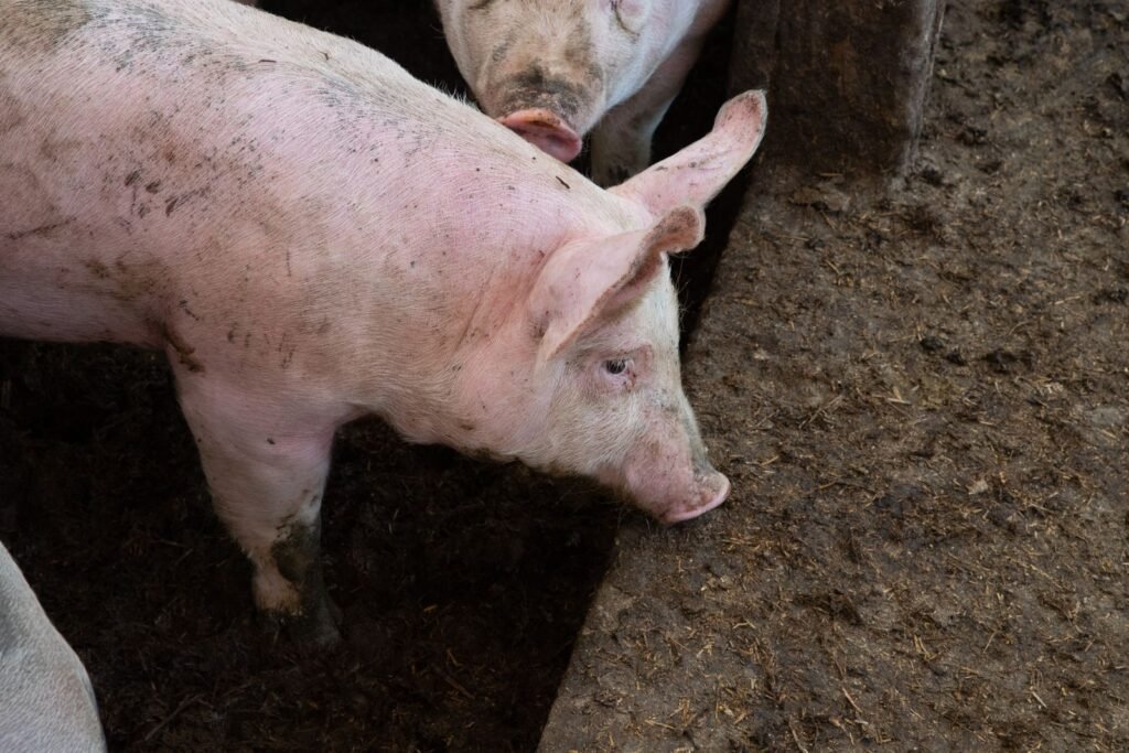 White pig in a clean pen on a pig farm raising Landrace pigs and other white breeds