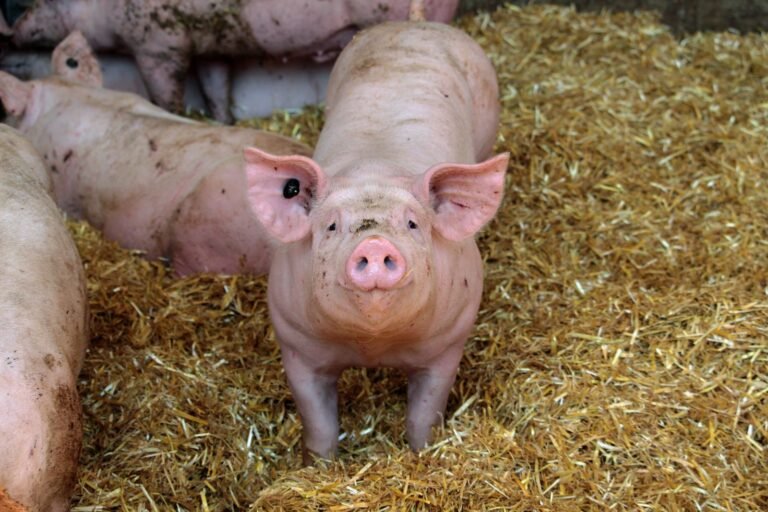 Landrace Pigs in South Africa: A Complete Breed Guide