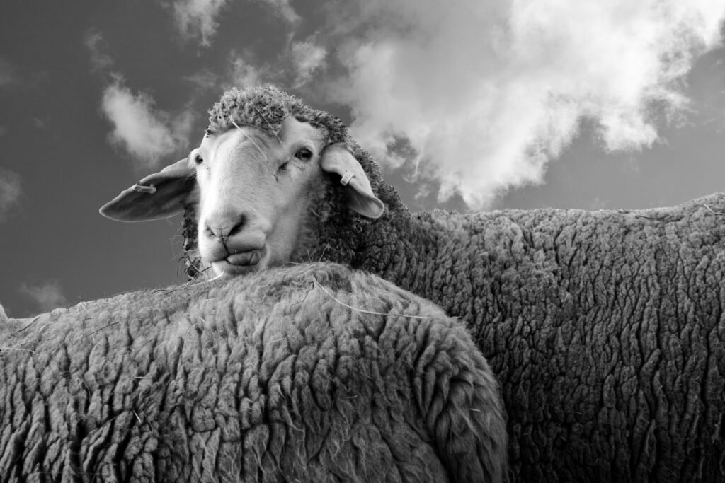 Woolly sheep carrying a full fleece, the main product of Merino sheep farming