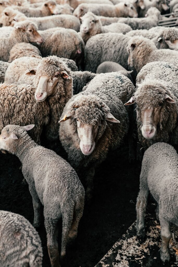 Woolly sheep gathered in an enclosure before handling or shearing