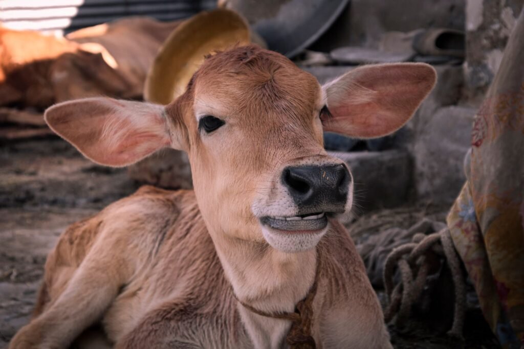 Young calf, the age at which cattle diseases such as redwater and gallsickness are best vaccinated against