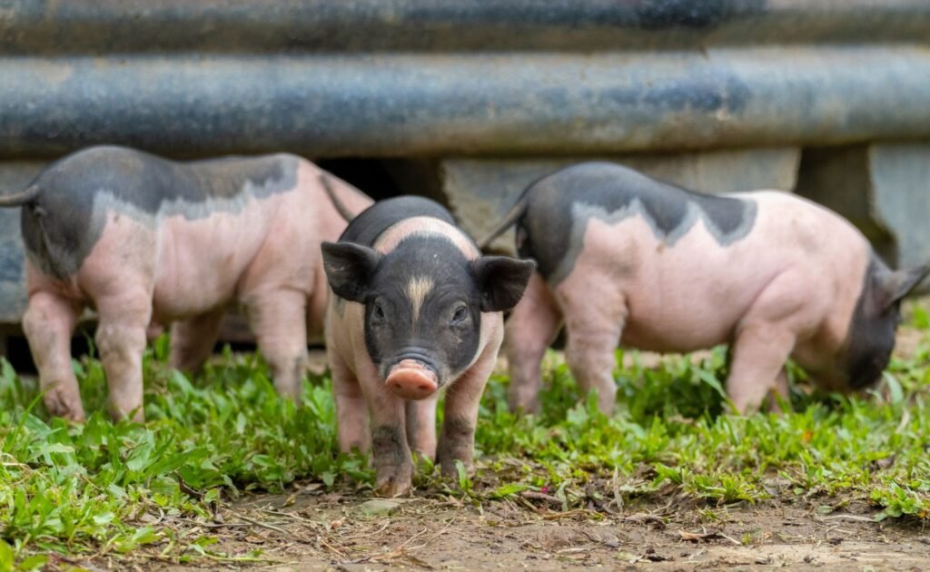 Young gilts being grown out for pig breeding on a South African farm