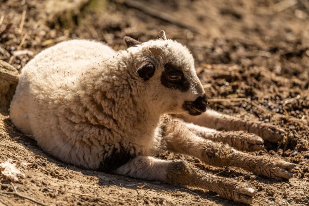 Young lamb resting on the ground, part of the second income from a Merino flock