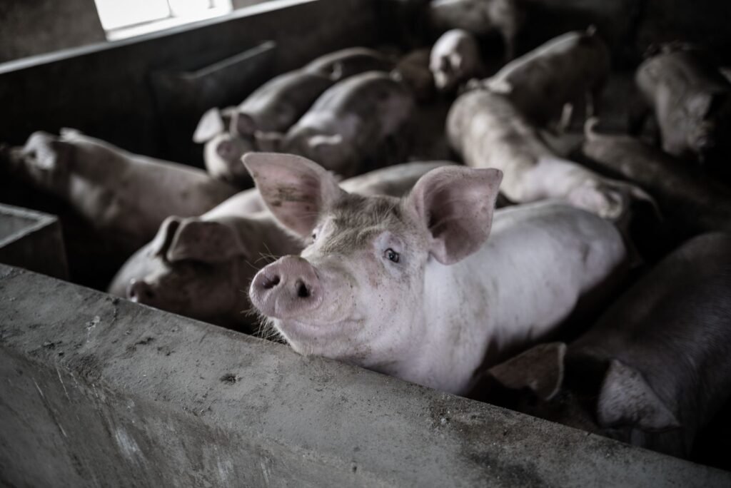 Young Large White pigs in a grower pen