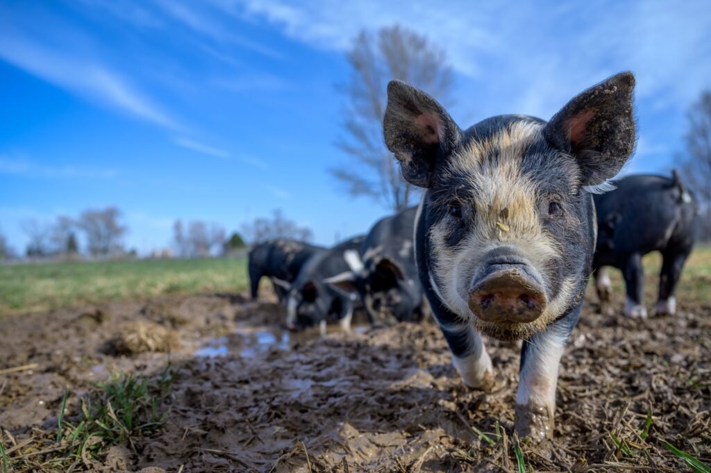 Young pigs in a paddock on a South African pig farm